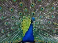 15 Raritätenzoo Ebbs - Tirol